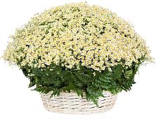 Цветочная композиция из Ромашки в корзине #REPLACE_PRED# Лямбирь